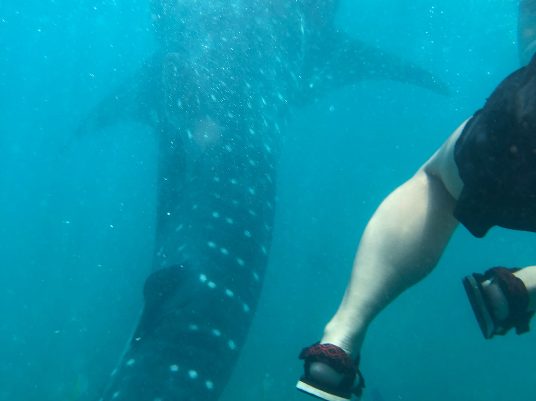 鲸鲨共游之旅-奥斯洛布必去景点