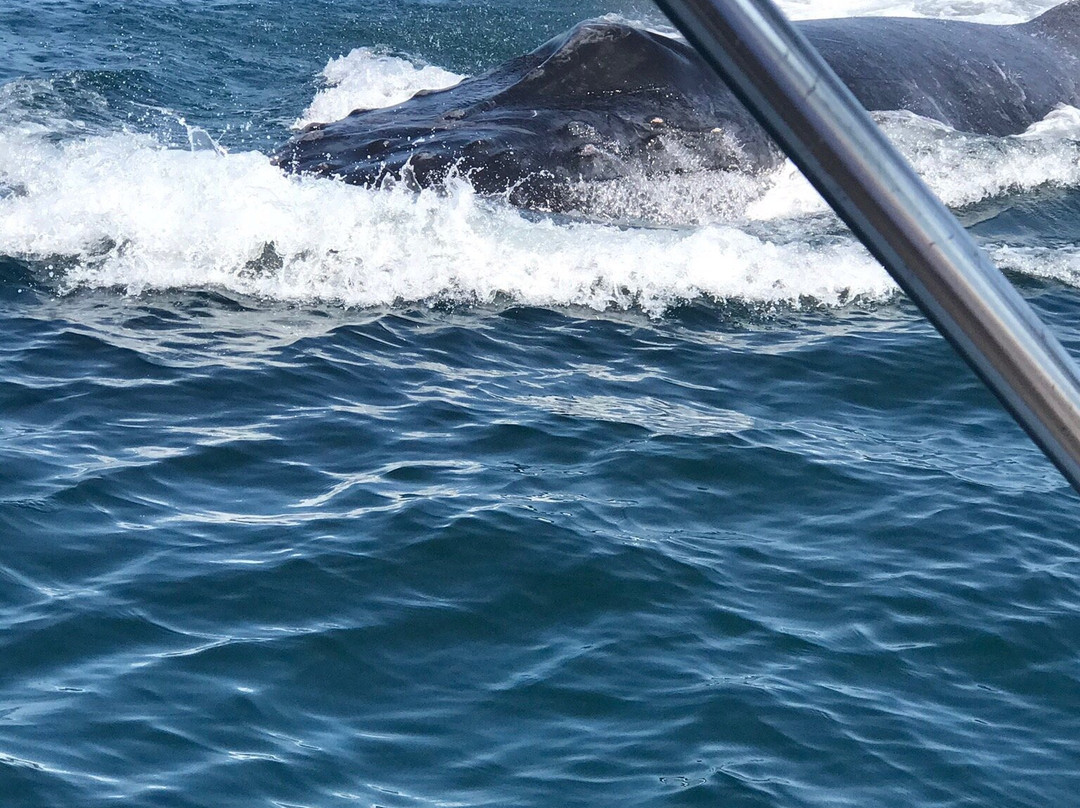 Vallarta Natours-瓦拉塔港必去景点