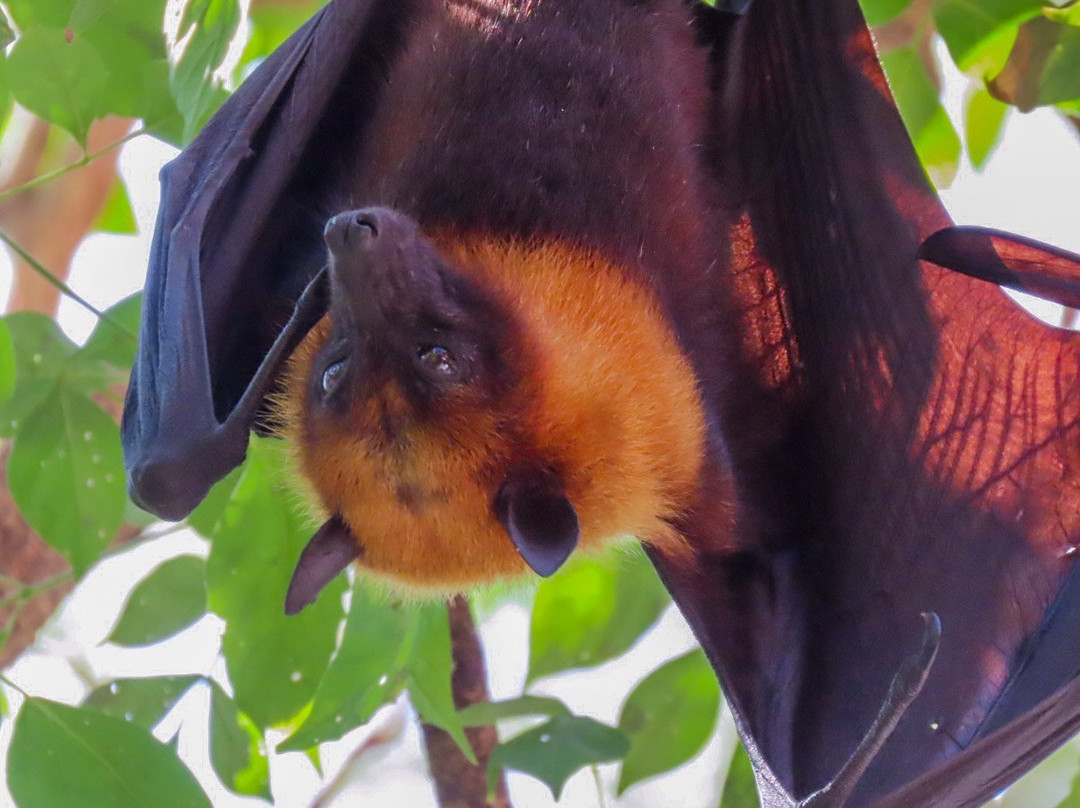 Wat Pho Bang Khla-北柳必去景点