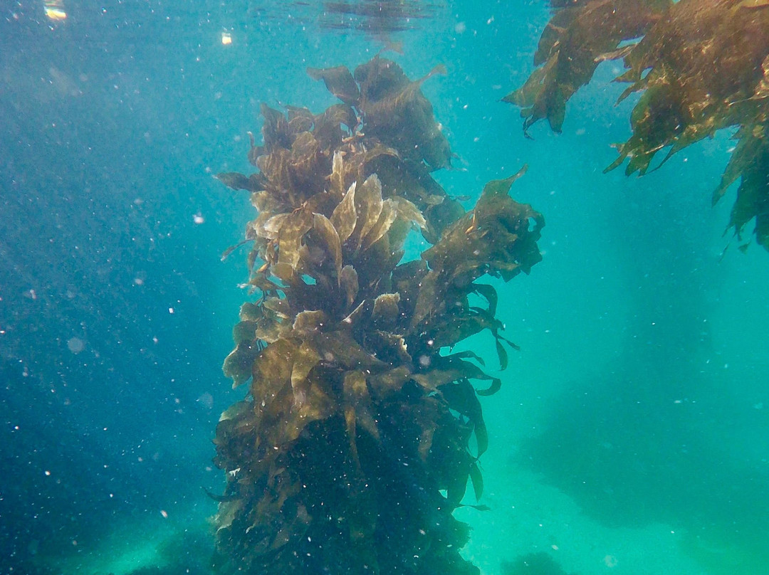 Stewart Island Snorkeling Adventures景点图片