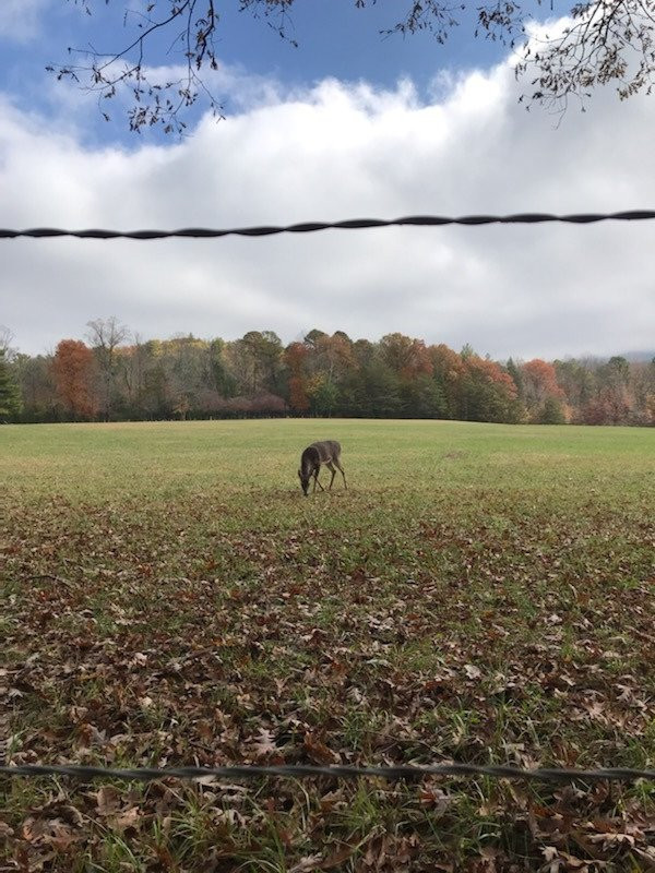 Cades Cove Visitor Center-大雾山国家公园必去景点