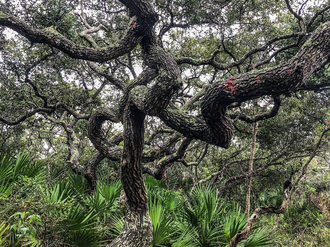North Peninsula State Park-Flagler Beach必去景点
