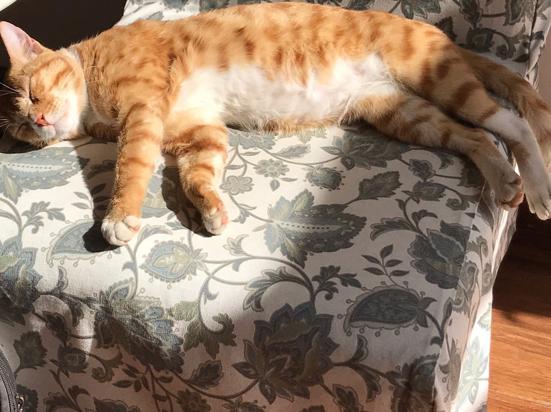 德拉敦芒果树庭院酒店主图