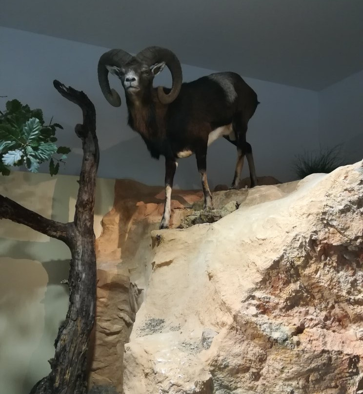 Pfalzmuseum für Naturkunde-巴特迪克海姆必去景点