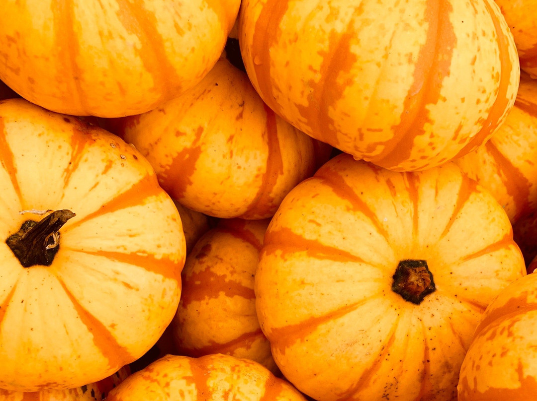 Ward's Berry Farm-Sharon必去景点