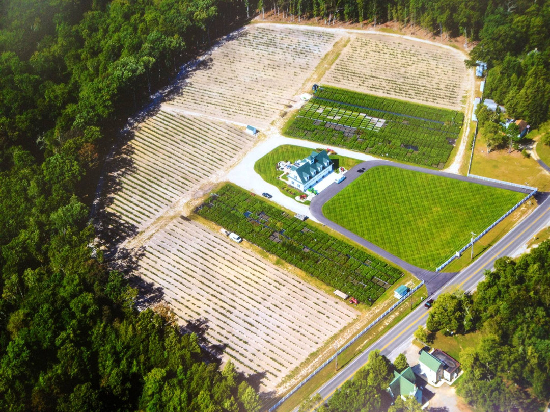 DiMeo Farm & Blueberry Plants Nursery景点图片