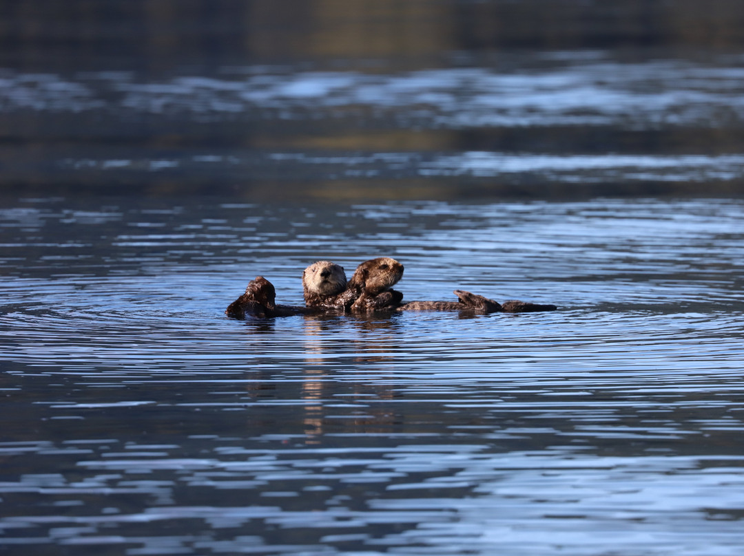 Sea Otter Eco Tours景点图片