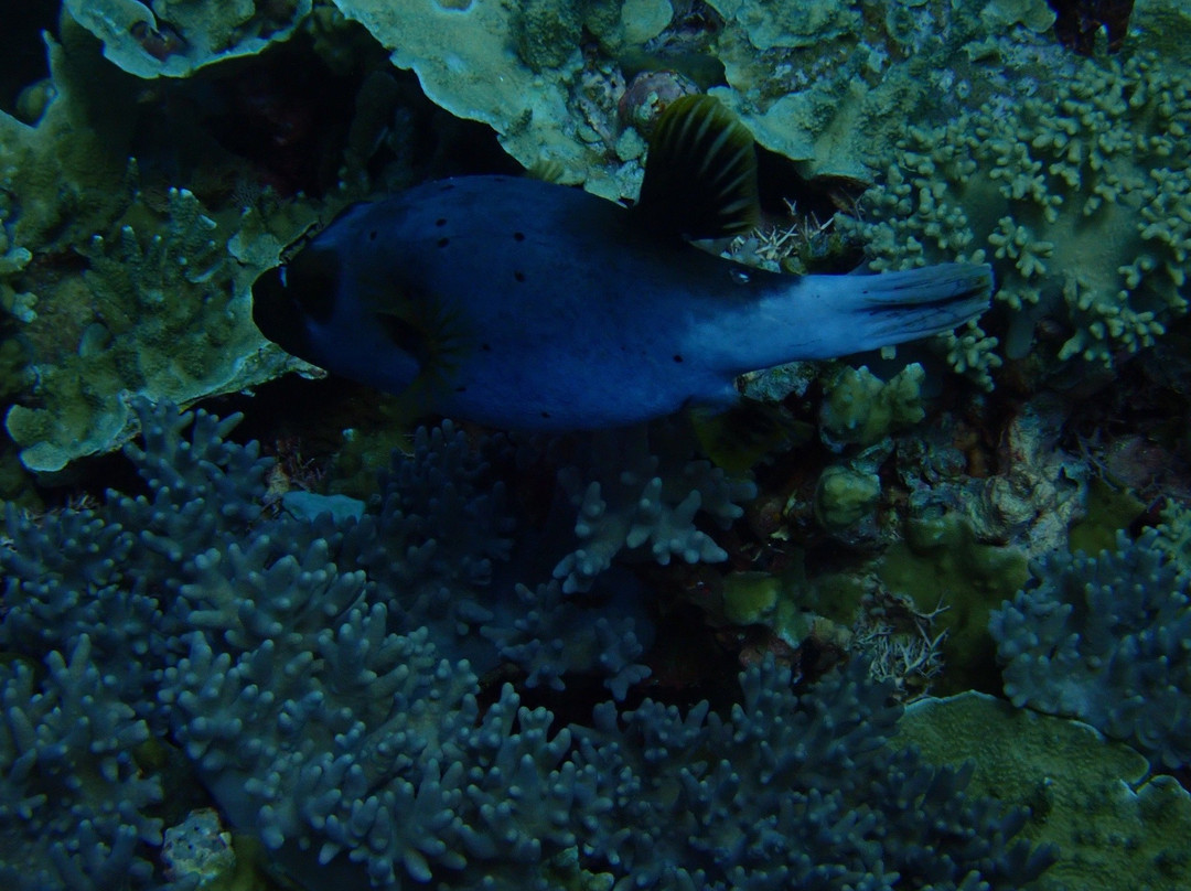 Dive Wananavu-拉奇拉奇必去景点