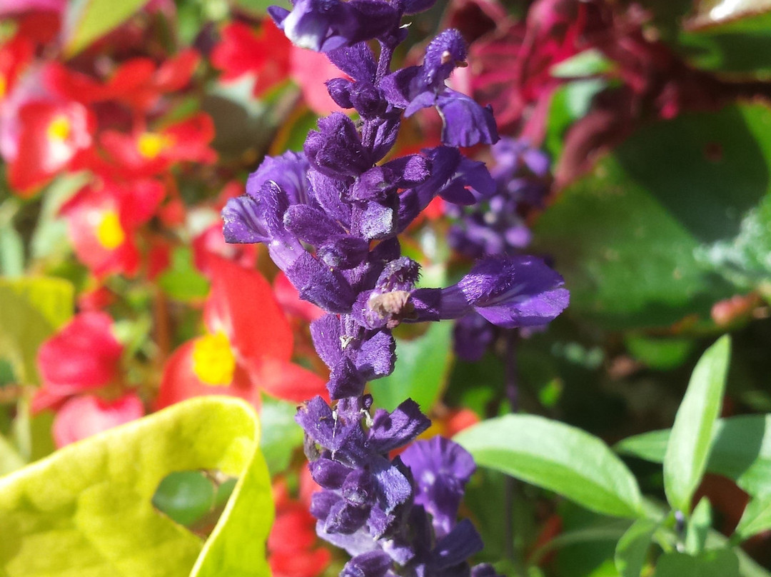 Camifolia Garden-Chemille必去景点