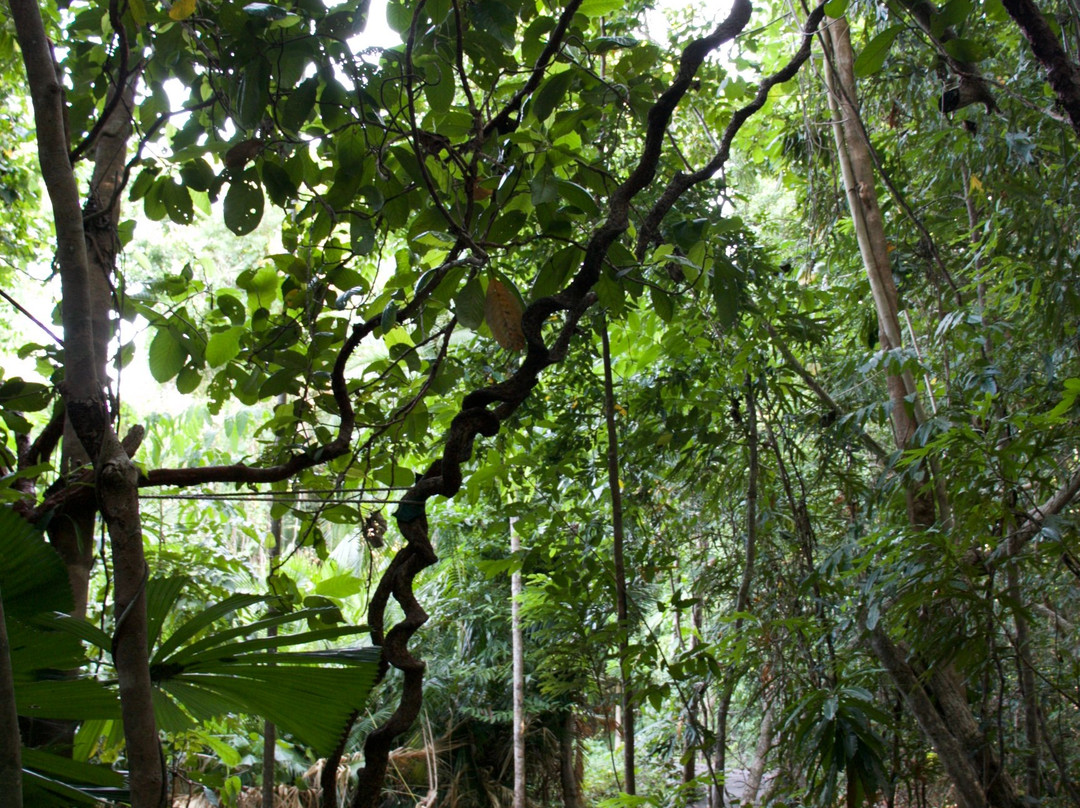 Dubuji Boardwalk-Cape Tribulation必去景点