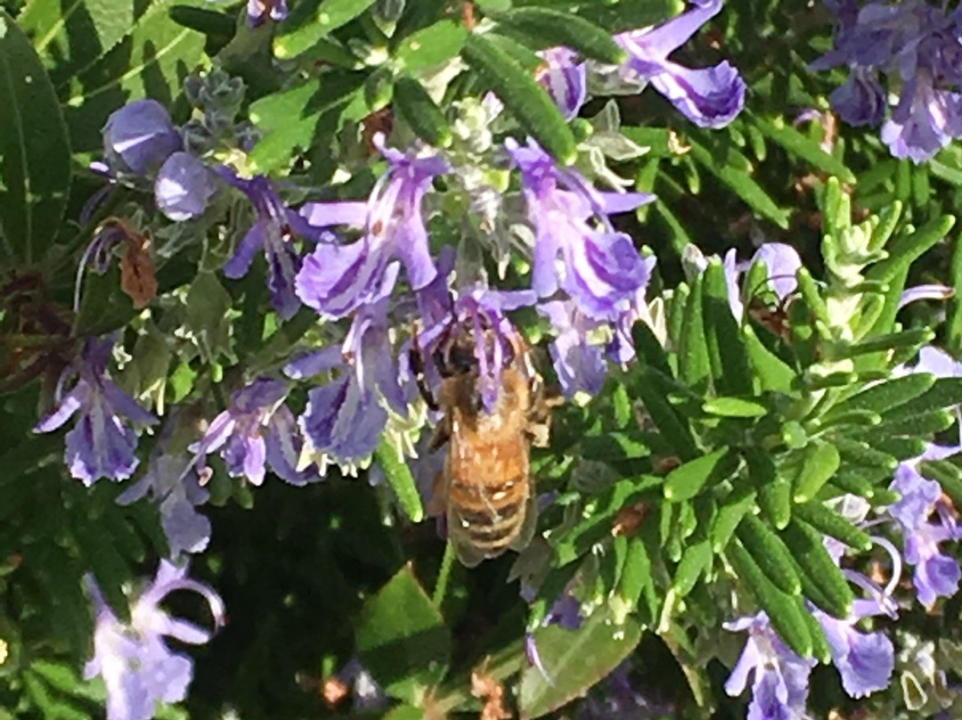泰努塔谷斯马诺酒店主图