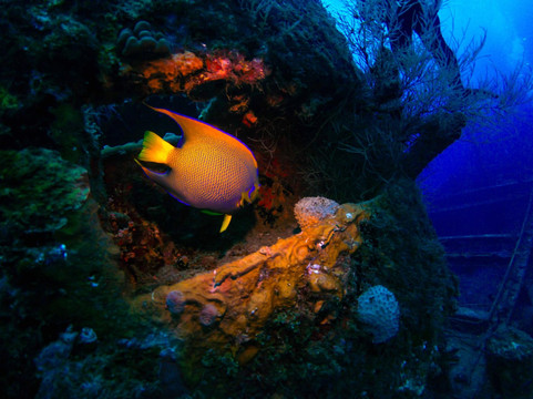 Superior Producer-库拉索必去景点