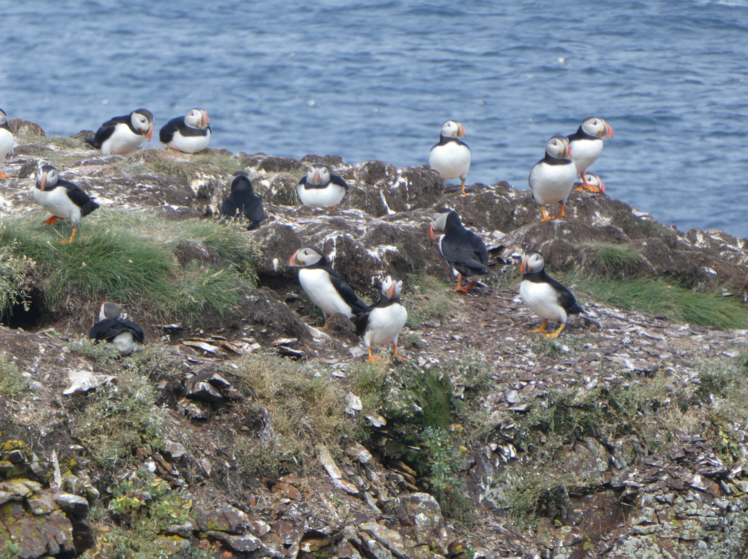 The Elliston Puffin Site景点图片