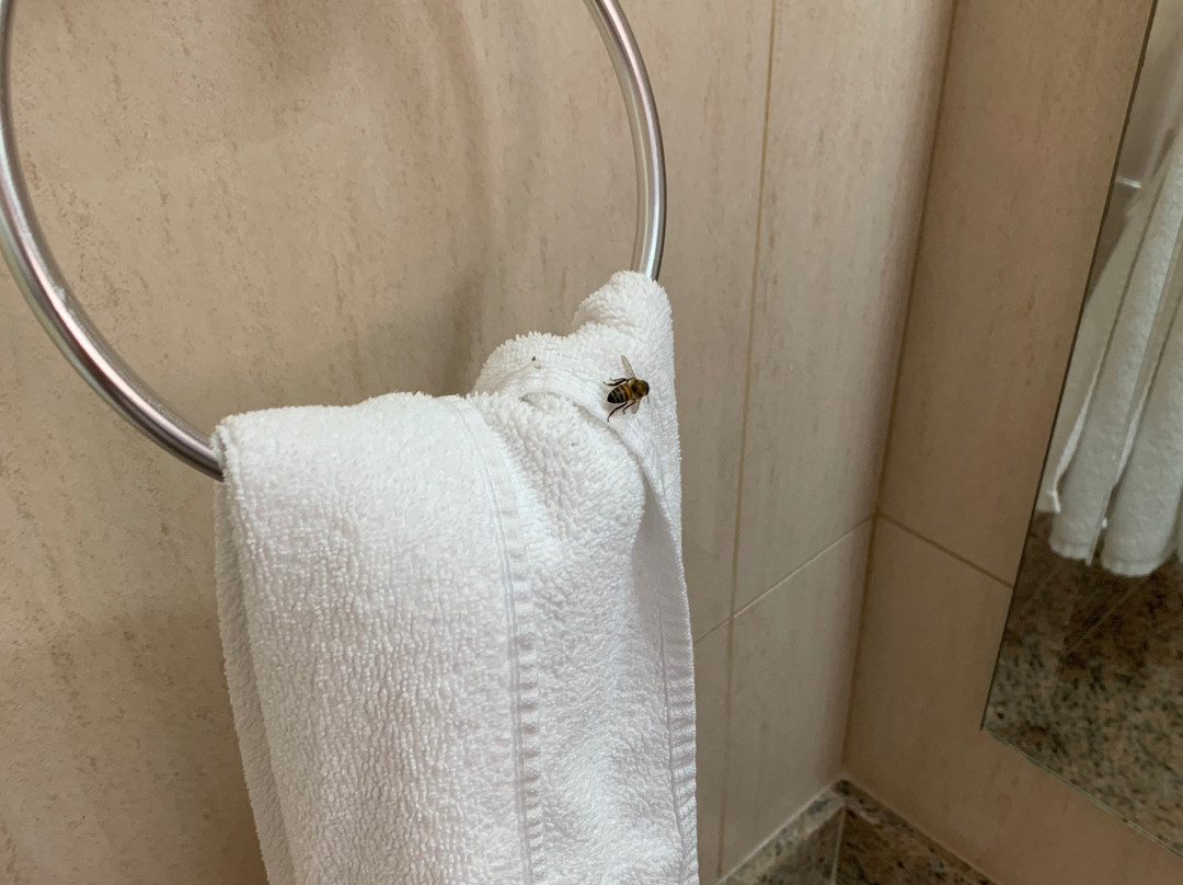 Grande Hotel Glória主图