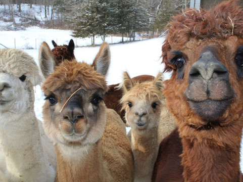 Pleasant Valley旅游景点-Lilymoore Alpaca Farm
