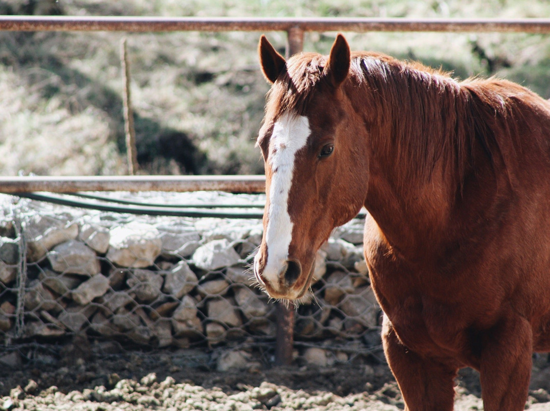 Bonito Stables-鲁伊多索必去景点