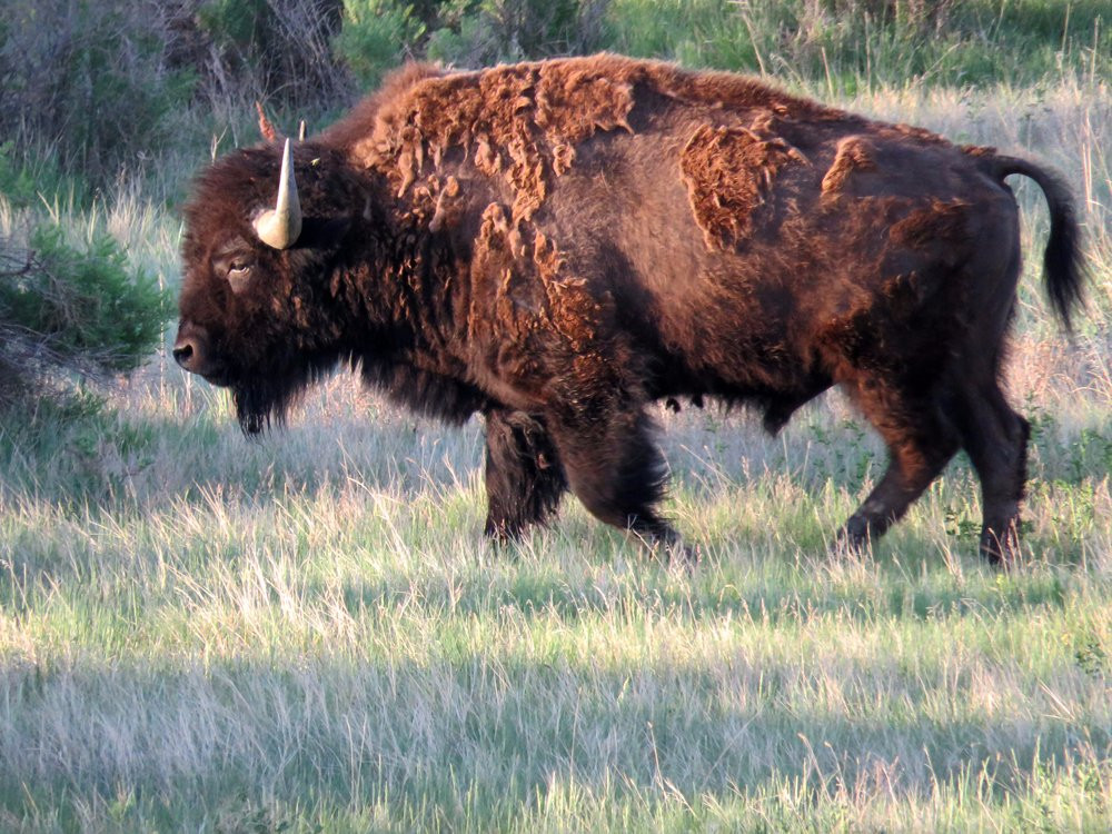 American Prairie National Discovery Center