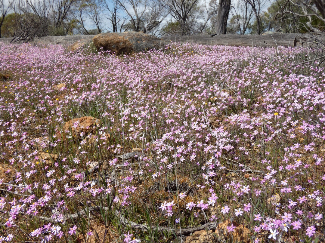 Kellerberrin Hill Lookout-Kellerberrin必去景点
