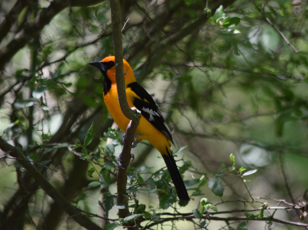 Hugh Ramsey Nature Park-Harlingen必去景点