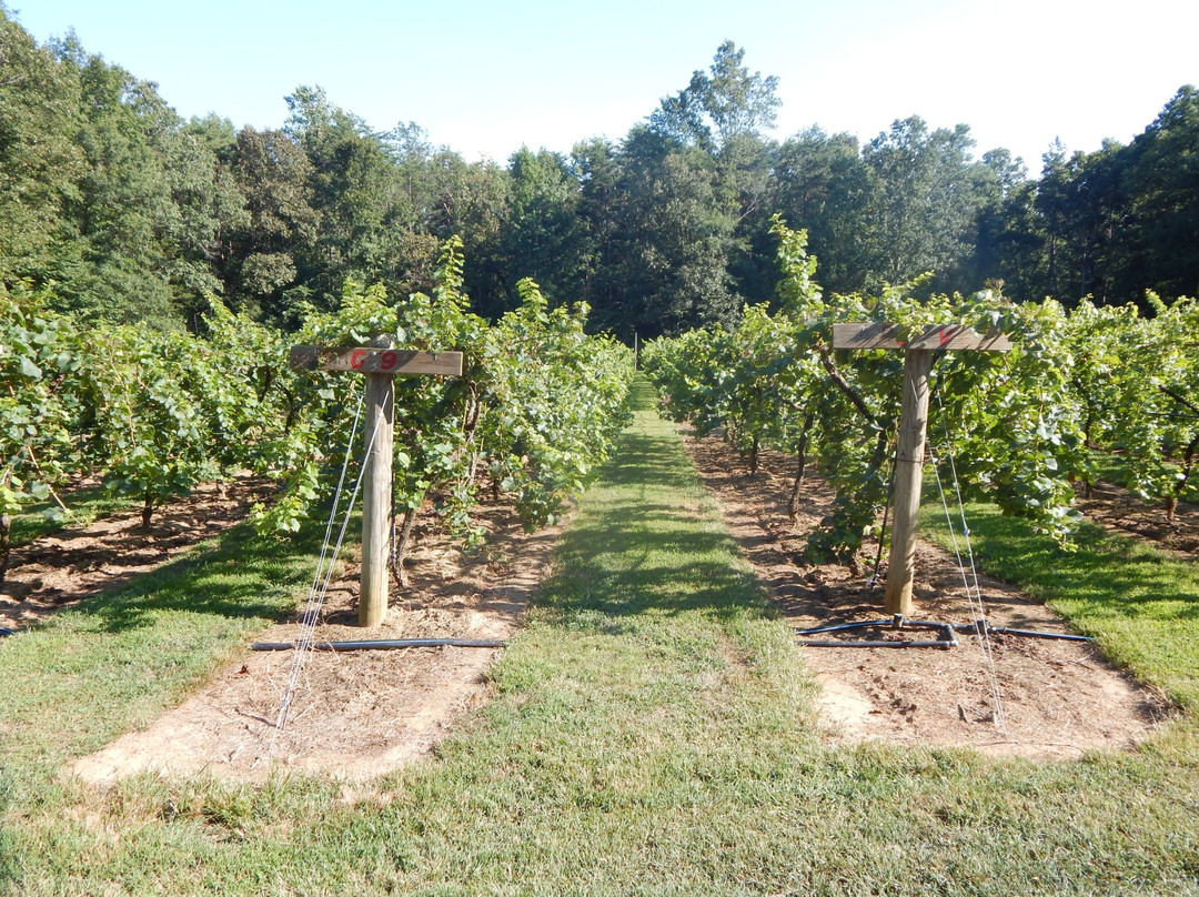 Skippers Creek Vineyard景点图片