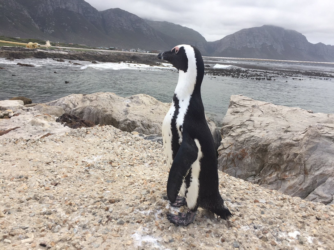 Glen Craig Pringle Bay主图