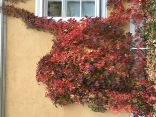Hotel Schloss Blumenthal主图