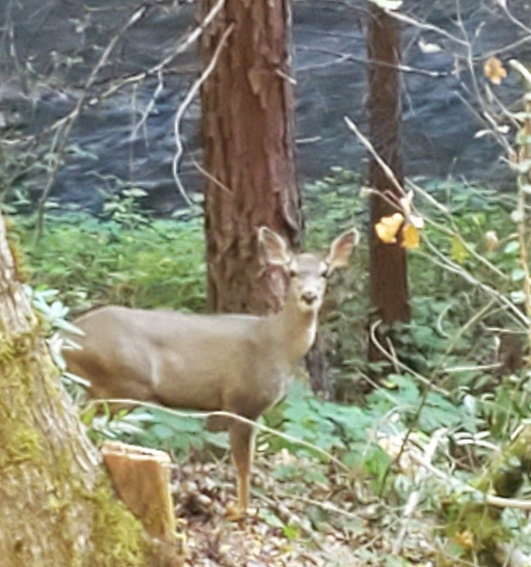 Wolf Creek Trail-Grass Valley必去景点