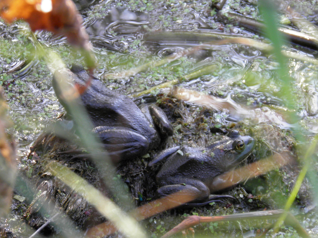 Holiday Beach Conservation Area-阿默斯特堡必去景点
