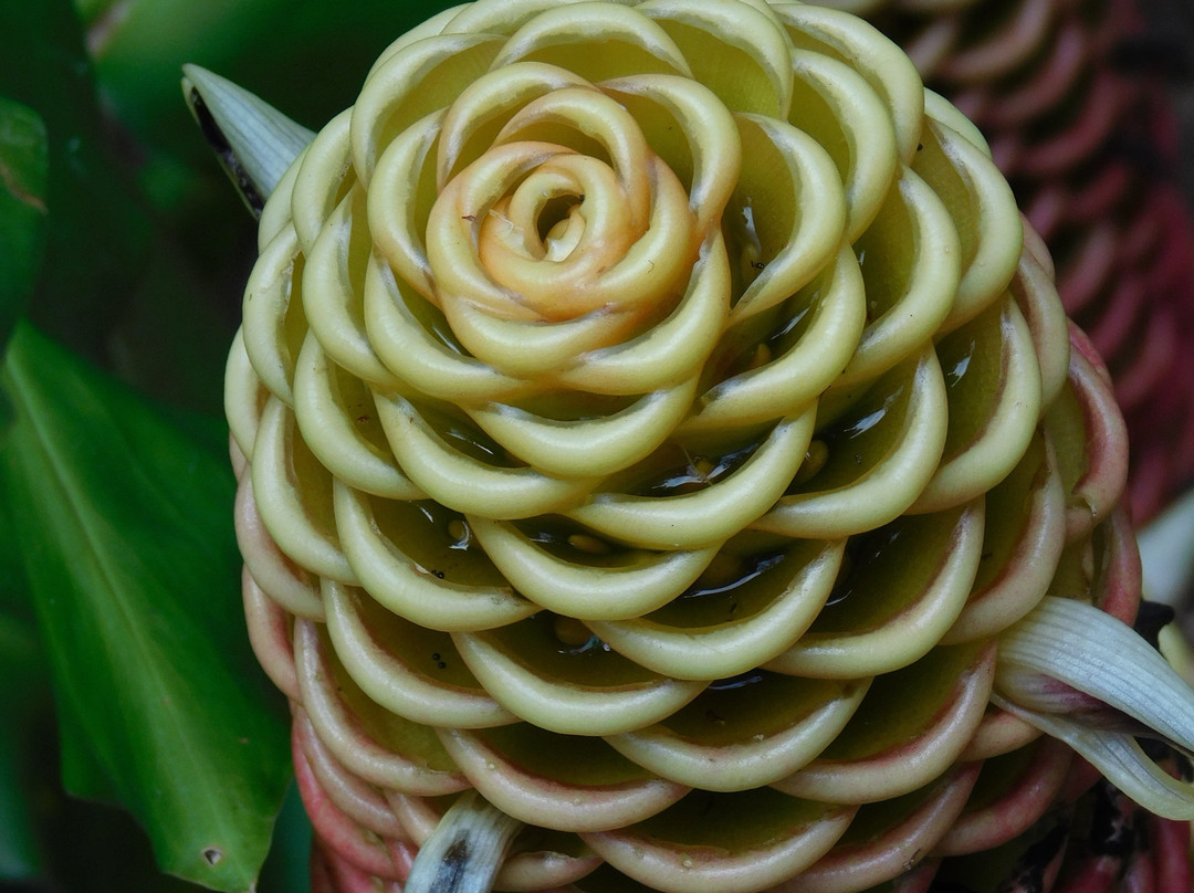 瓦西瓦植物园-瓦西瓦必去景点