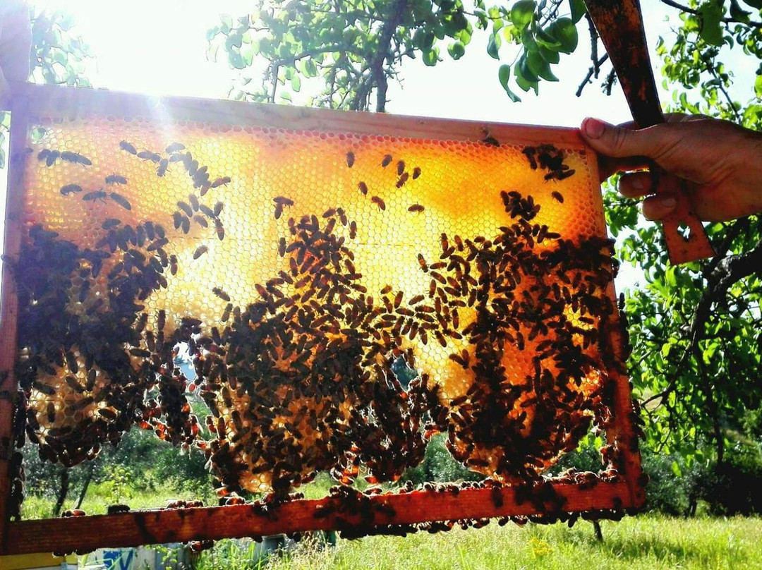 Apicoltura San Martino-巴尼奥阿里波利必去景点