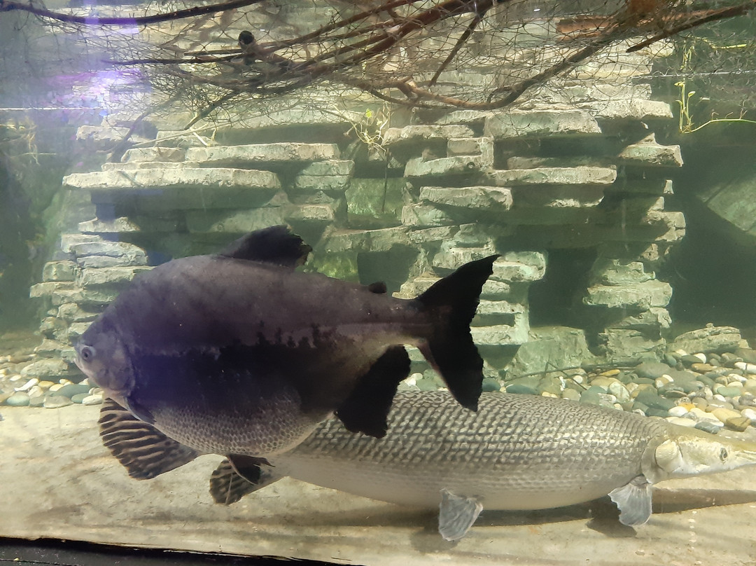 Aquarium of Fisheries Research Institute景点图片