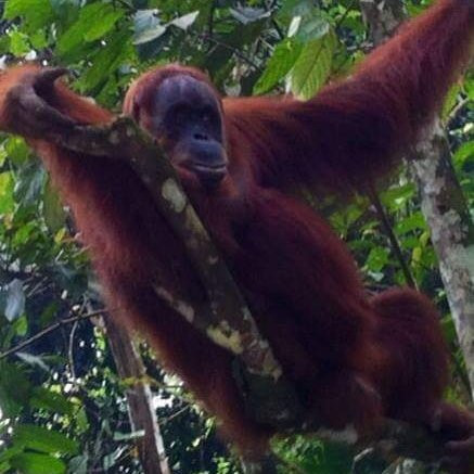 Bukit Lawang Friday Market-武吉拉旺必去景点