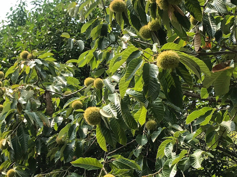 东山景区-苏州市必去景点