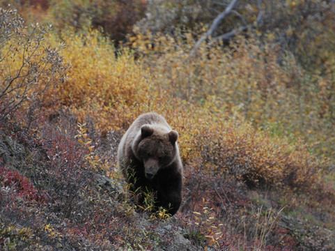 Denali Visitor Transportation System-德纳利国家公园和自然保护区必去景点
