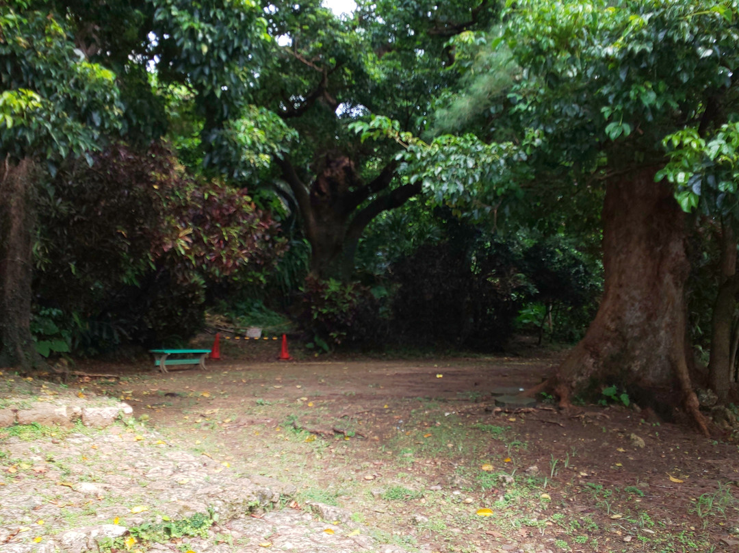 Shurikinjocho Oakagi Tree-那霸市必去景点