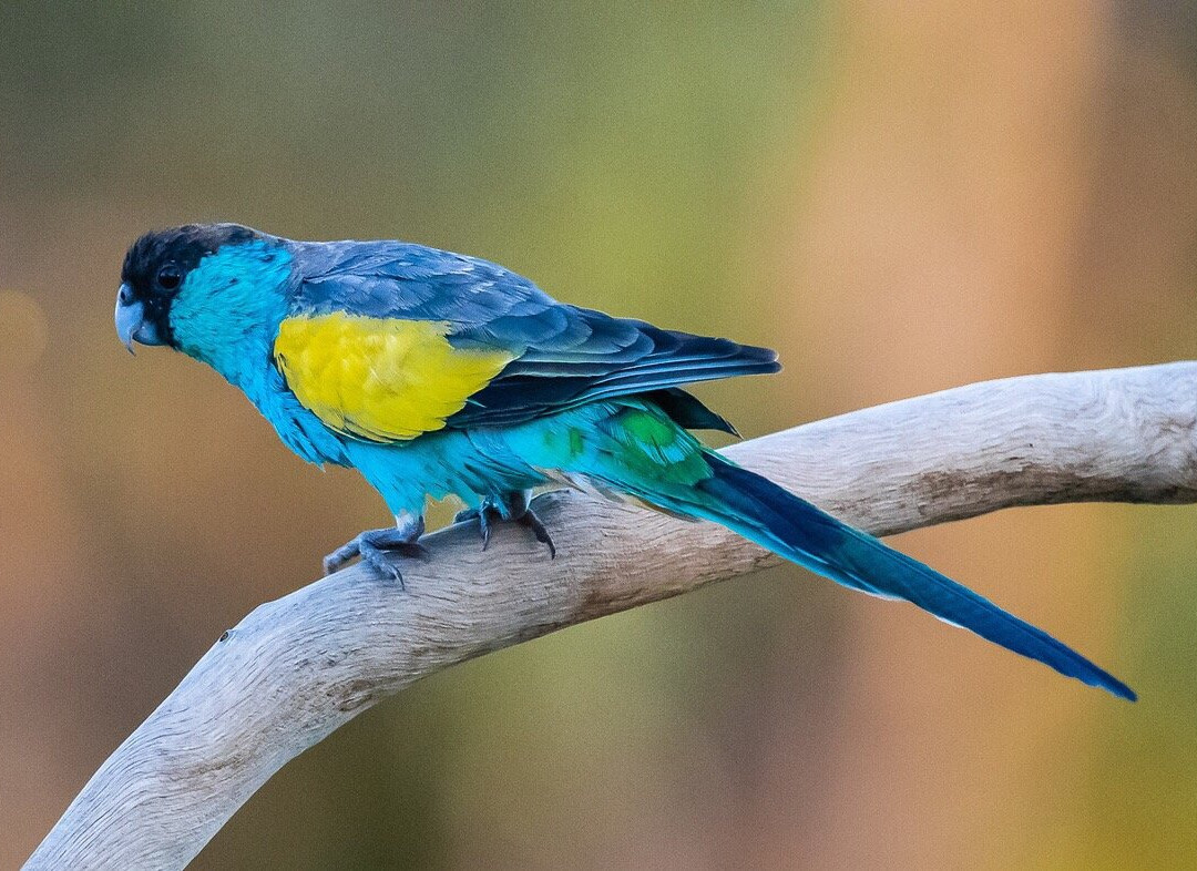 Tracks Birding & Photography Tours-达尔文市必去景点