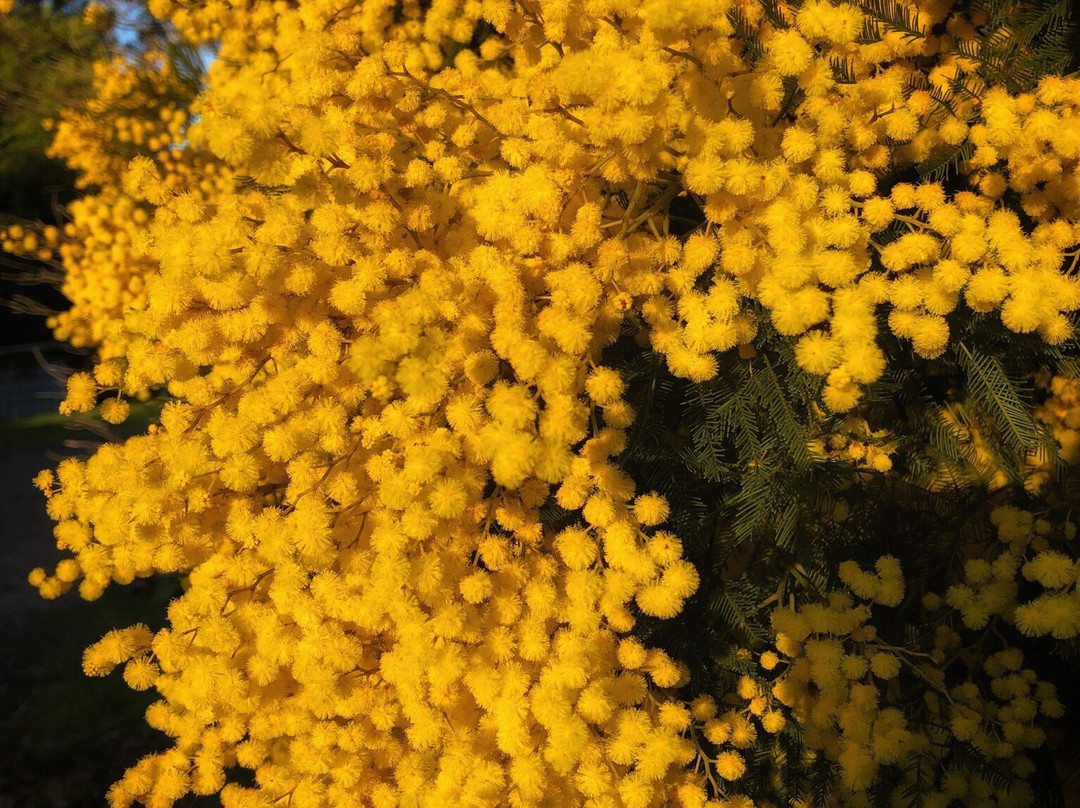 Maroondah View Motel主图