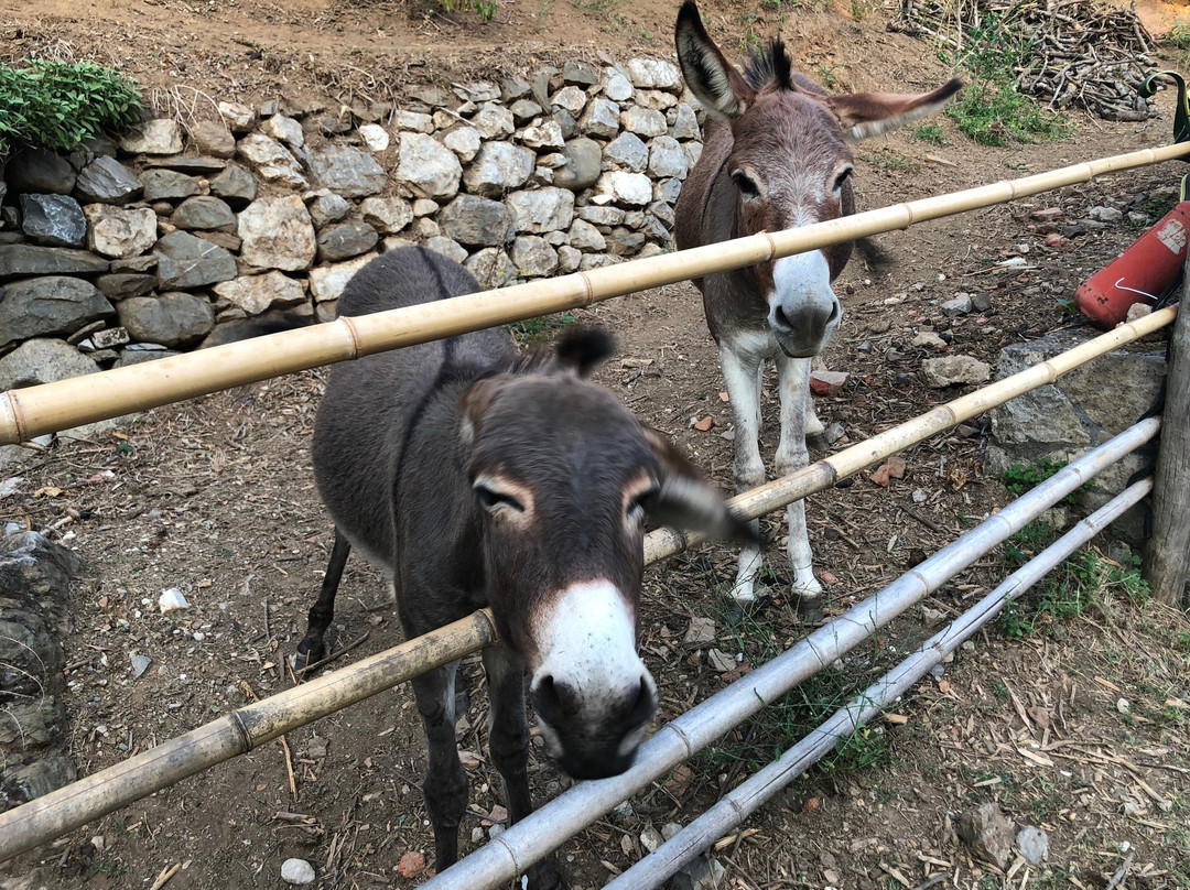 Azienda Agrituristica Il Leopoldino主图