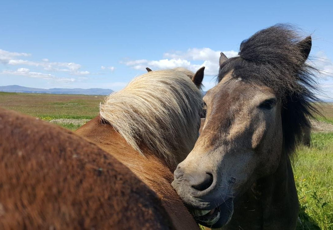 GobbiGobb Horse Center-Stokkseyri必去景点