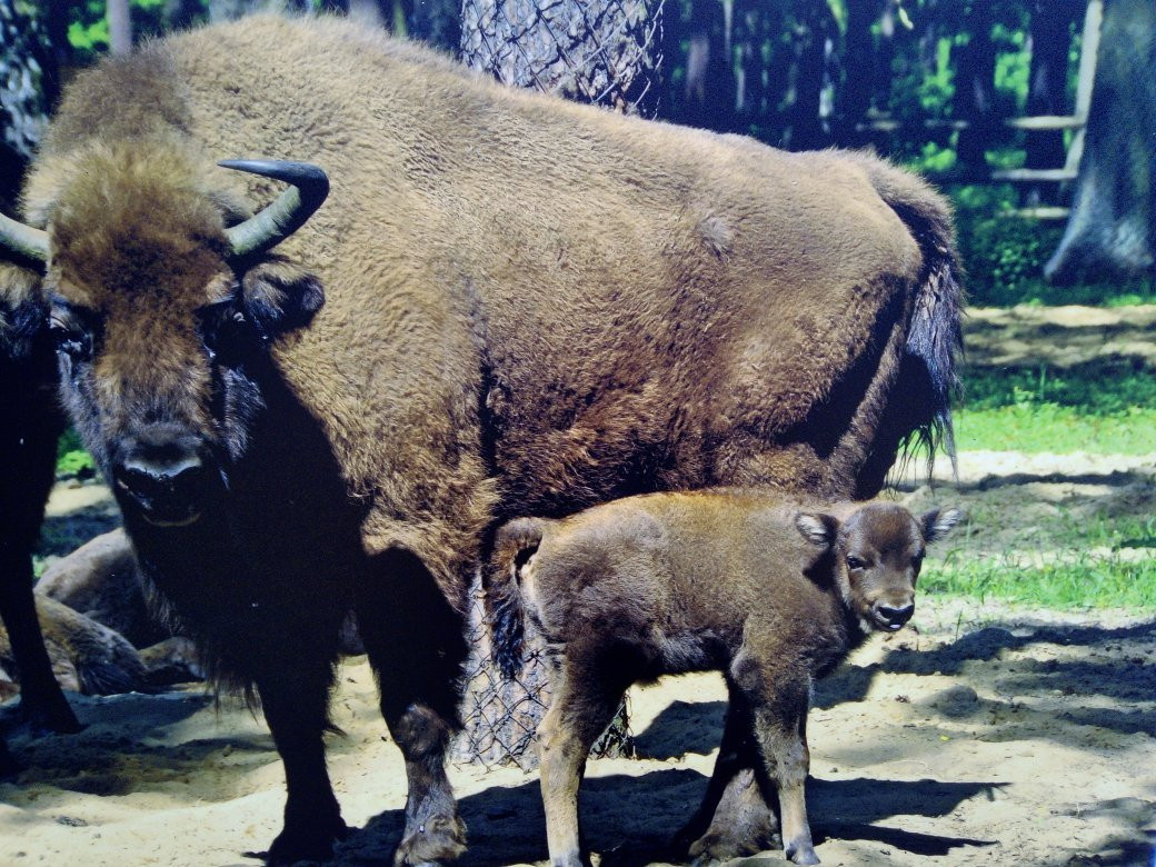 Animal Farm景点图片