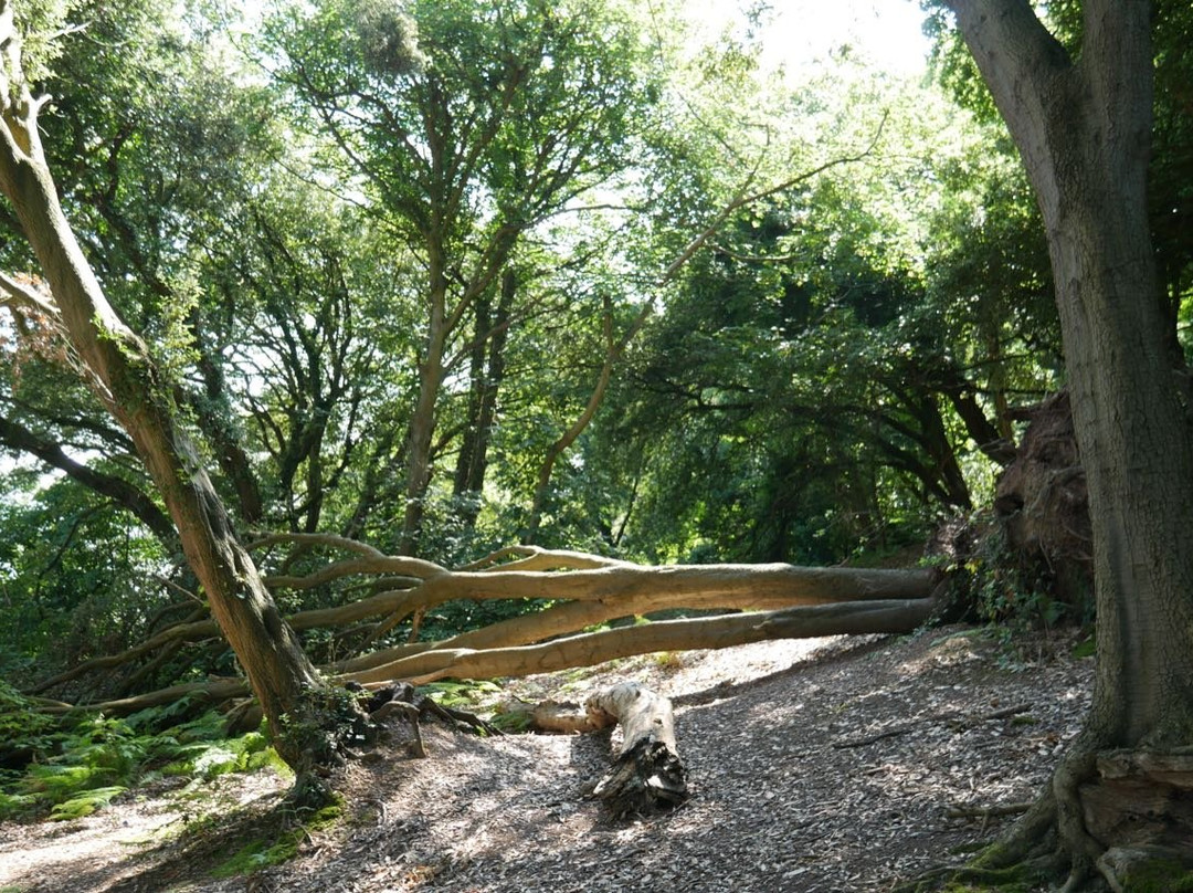 South West Coast Path - Culver Cliff Woodland Walk景点图片