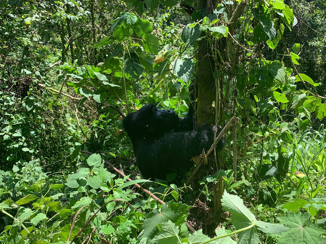 Gorilla Safaris Uganda Travel景点图片