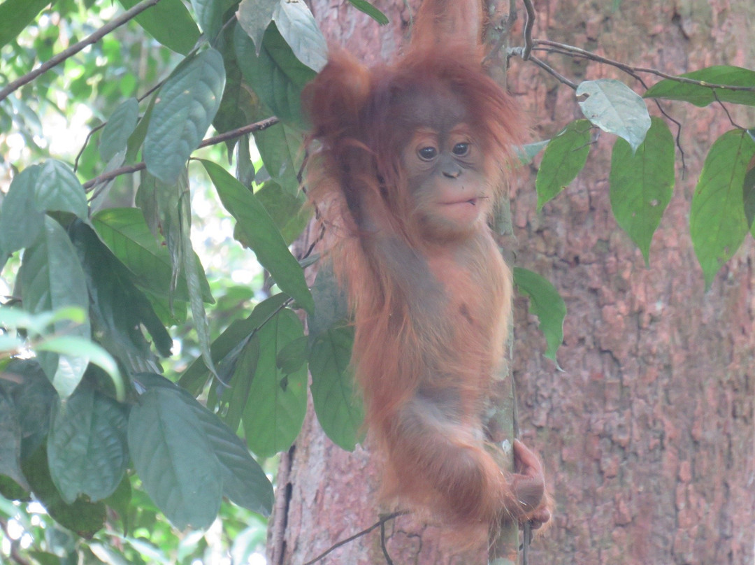 Jungle Edie-武吉拉旺必去景点