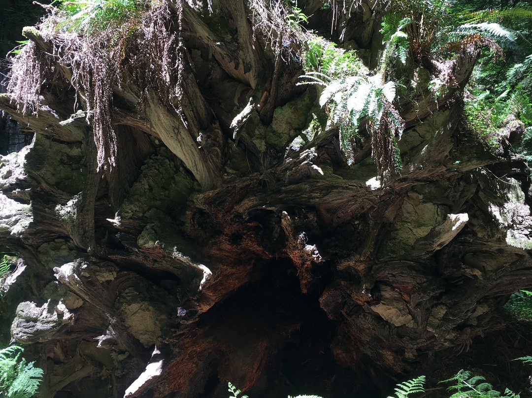 Humboldt Redwoods State Park景点图片