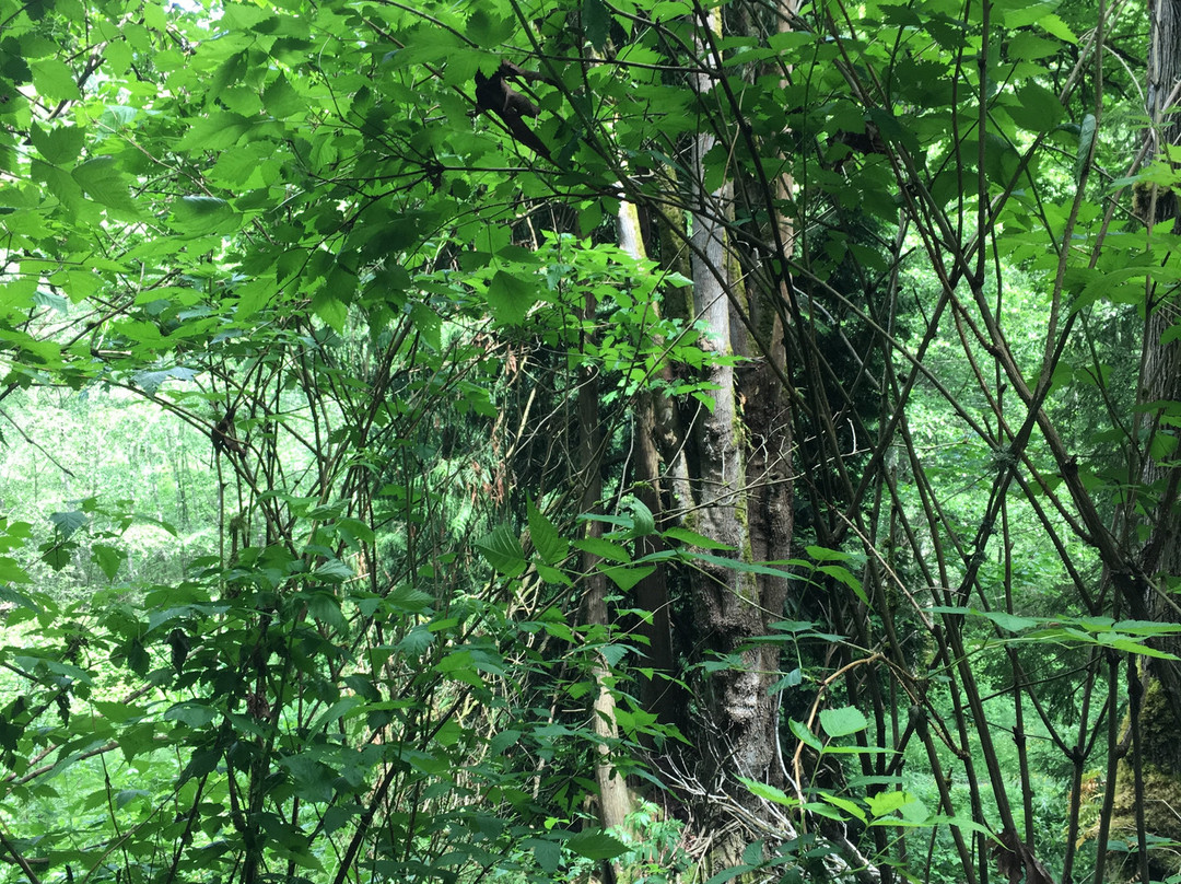 Trails and Tails Dog Park景点图片