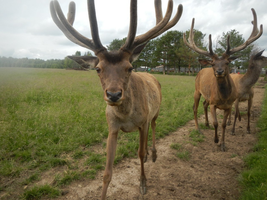 Deer Farm景点图片