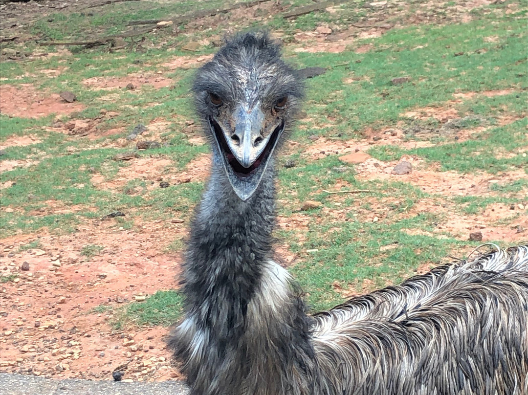 Wild Animal Safari景点图片