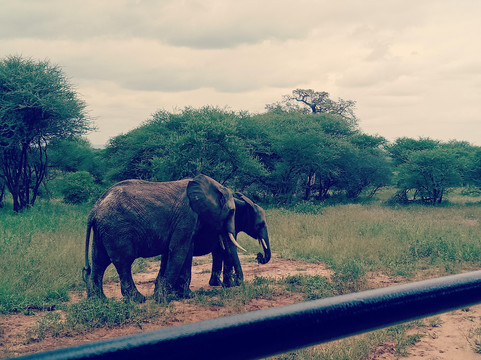 African Hartebeest Safaris