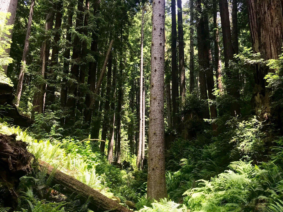 Arcata Community Forest景点图片