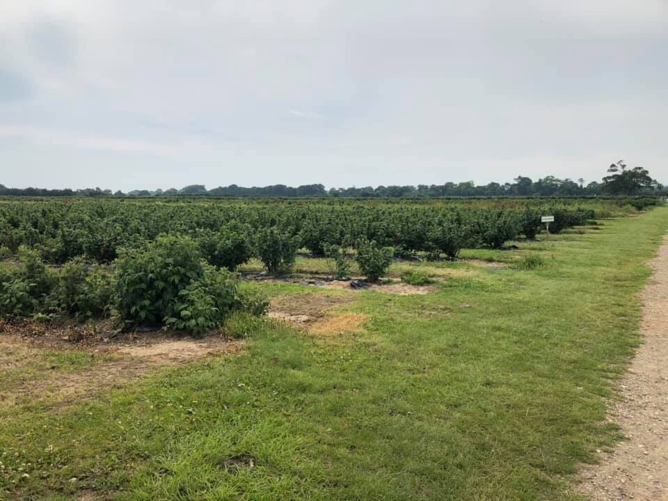 Sopley Farm Shop景点图片